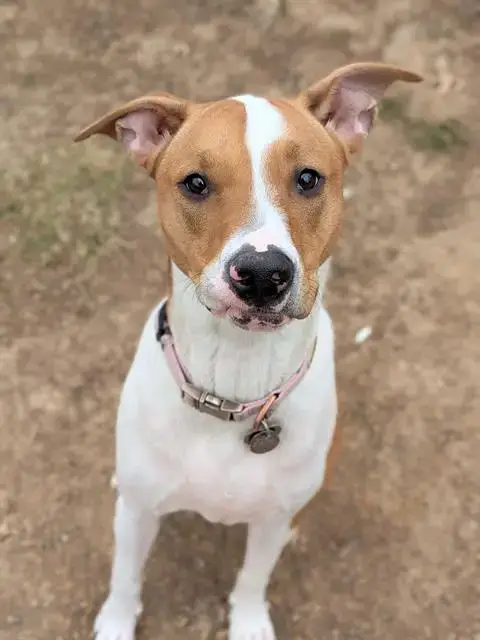 Trixie