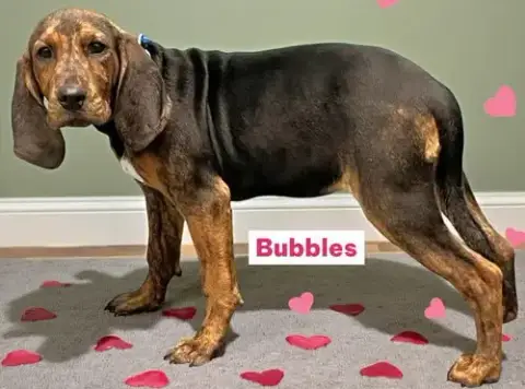 Bubbles photo 2