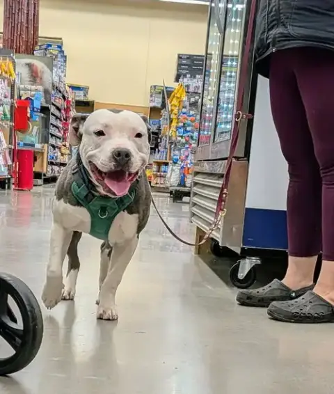 Alvin “Hip:” Not At Shelter photo 4