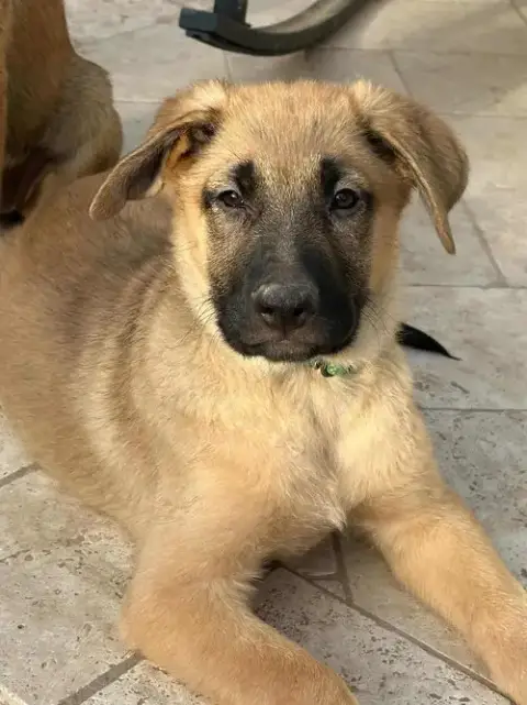 Clyde