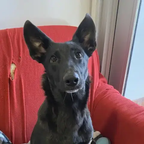 Mowgli photo 4