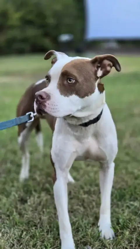 Enzo photo 2
