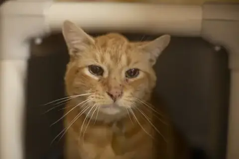 Tom Tom