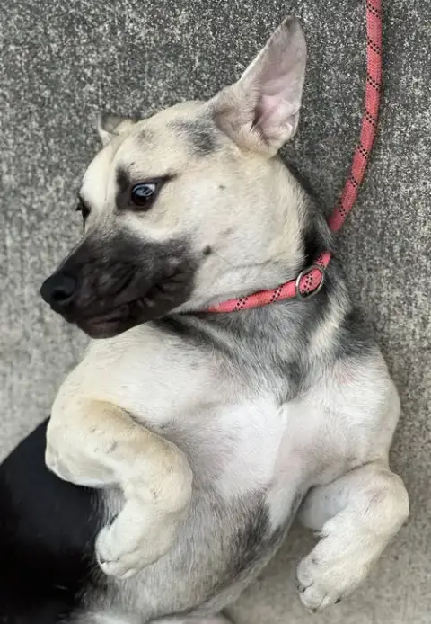 Piper photo 4