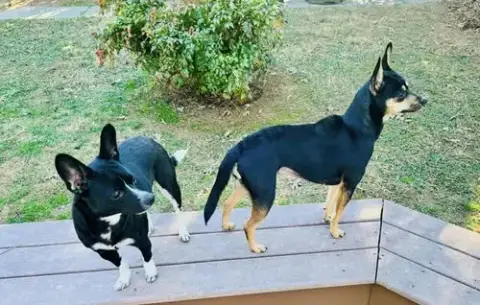 Maggie & Minnie photo 2