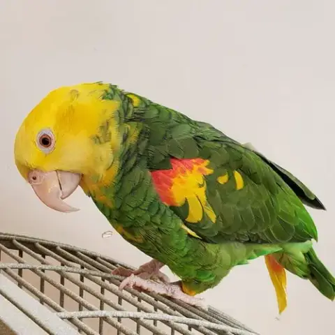 Mimi