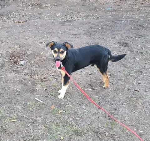 Fetch photo 2