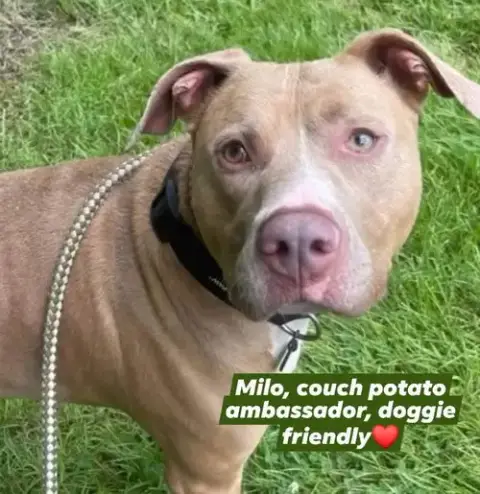 Milo photo 5