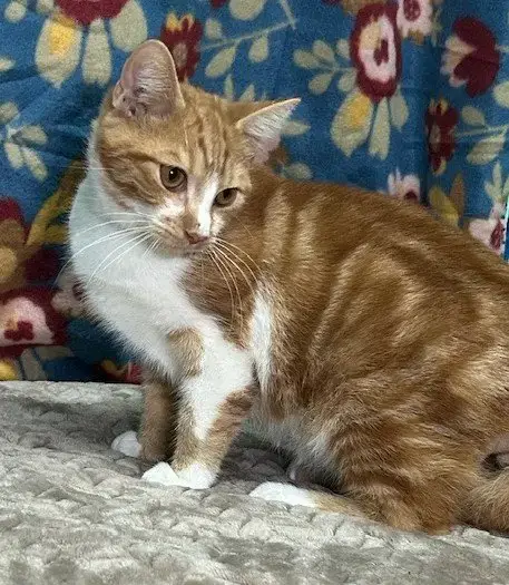 251164  Mochi photo 3