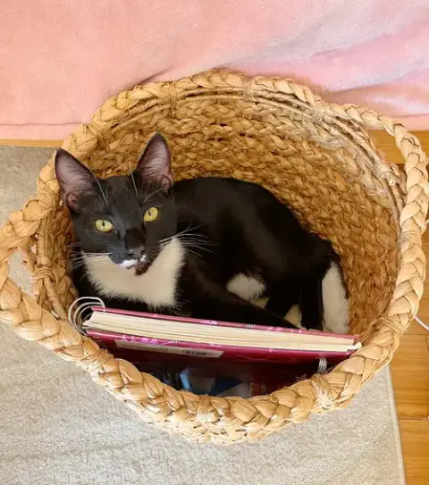 Bellamy =^.^=