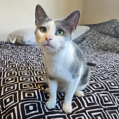 Willow photo 2