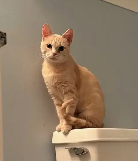 Nacho