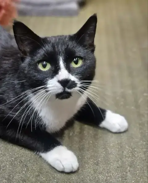 Sylvia At Petsmart Newington