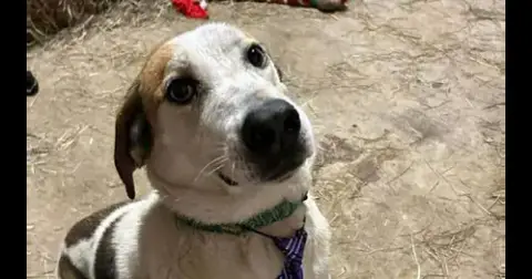 Tyson