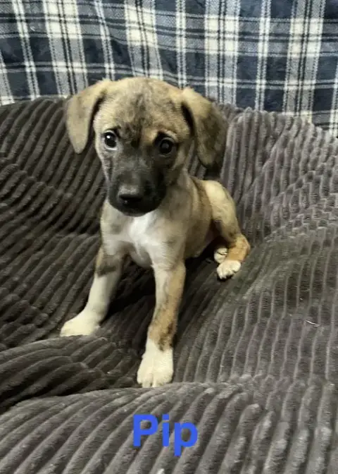 Pip