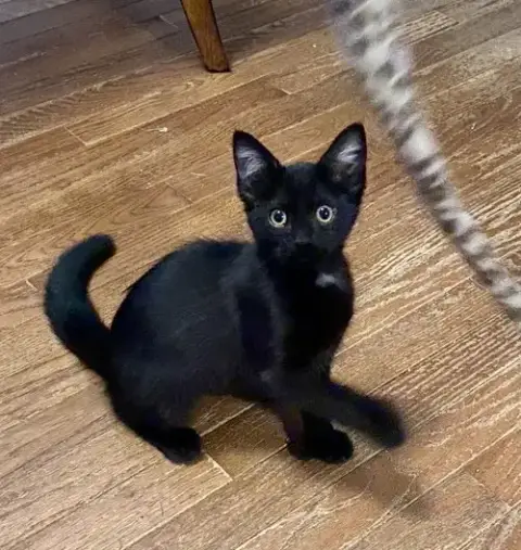 Inky