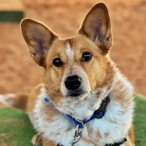 Percy photo 4