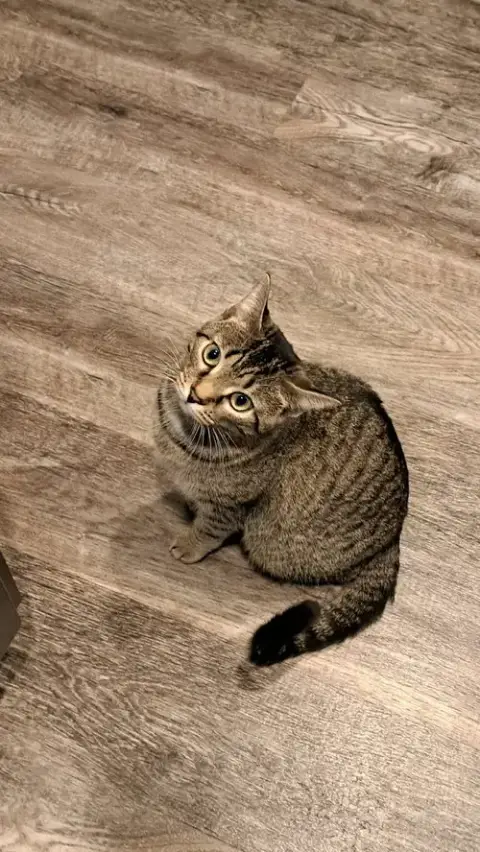 Cat photo 2