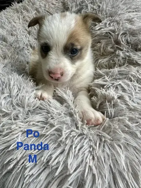 Po Panda