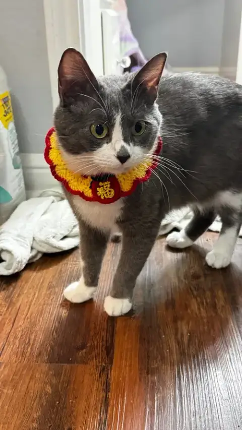 Suki photo 2