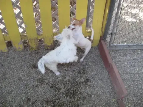 Dylan