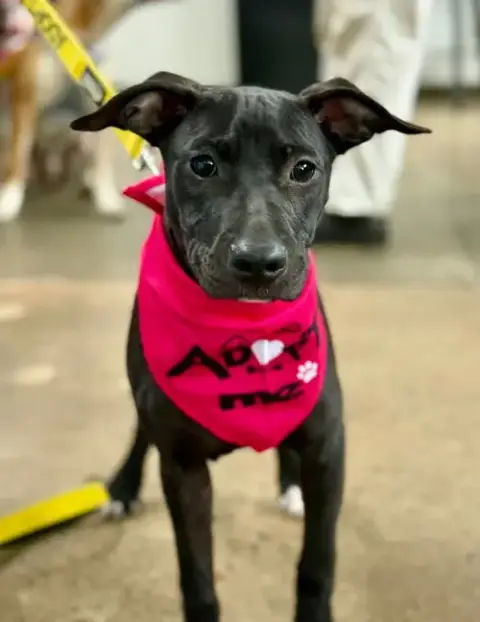 Lola
