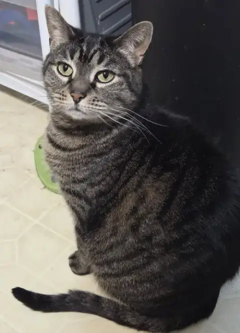 Cinnamon
