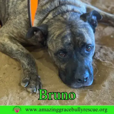 Bruno photo 5