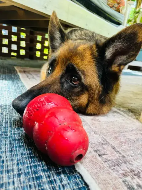 Koda photo 2