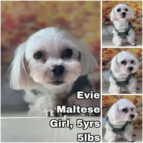 Evie From Korea
