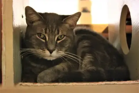 Ryder photo 5