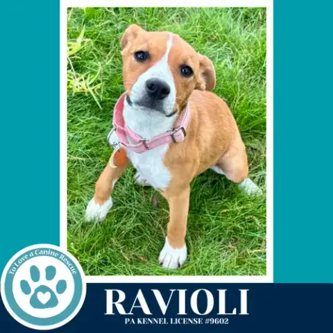 Ravioli photo 2