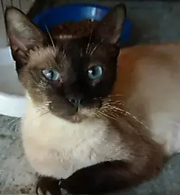 Foster Homes Needed photo 3