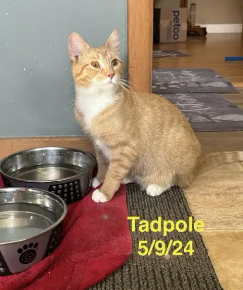 Tadpole
