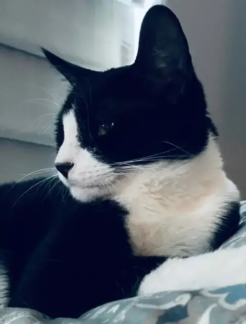 Oreo