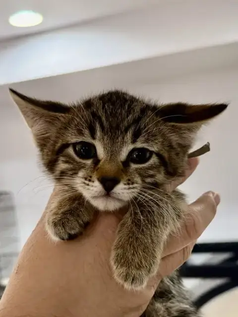 Cat photo 2