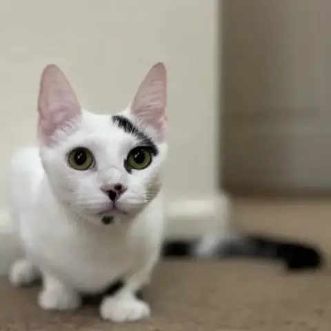 Bessie Mcmoo Bonded To Bertie Mcmoo