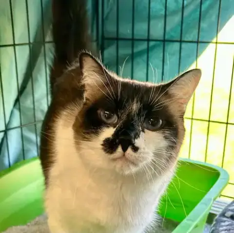 Hazel
