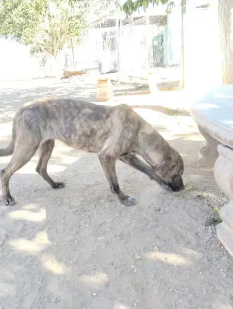 Parvati-Good Candidate For Therapy Pooch