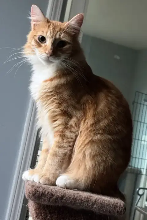 Heathcliff
