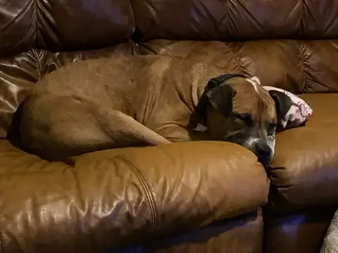 Bubba photo 5