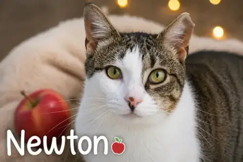 Newton