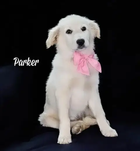 Parker