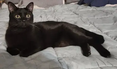 Bagheera photo 3