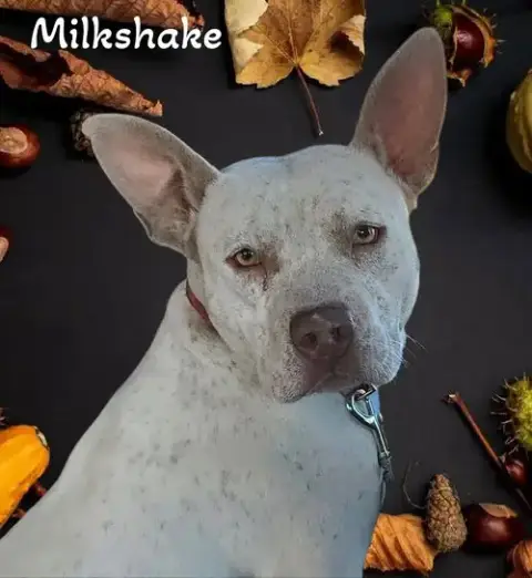 Milkshake photo 3