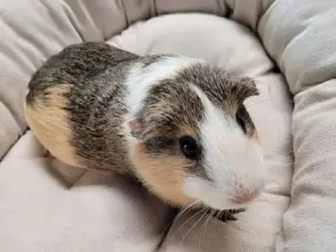 Coconut photo 4