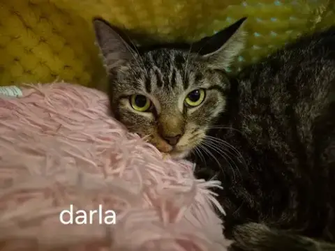 Darla