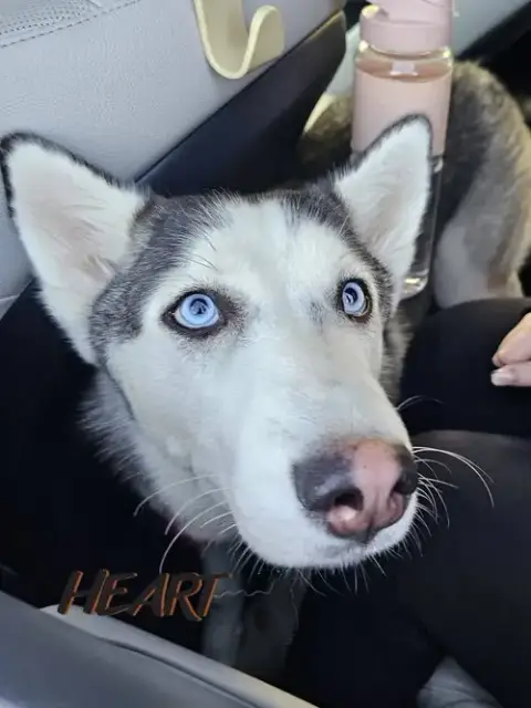 Suki photo 3
