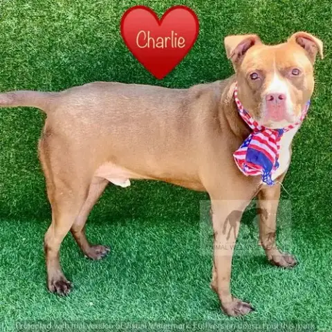 Charlie
