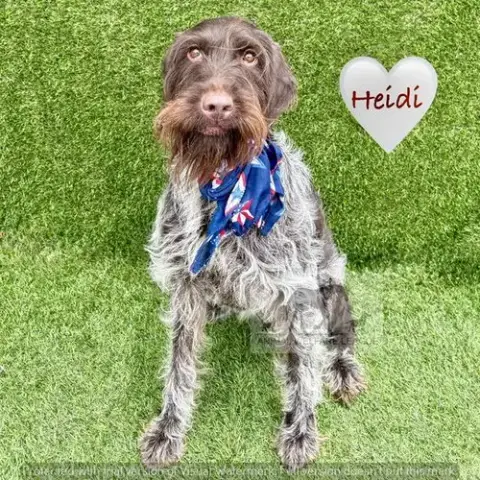 Heidi